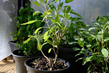 Seranın arka bahçesinde yetişen bitkiler.