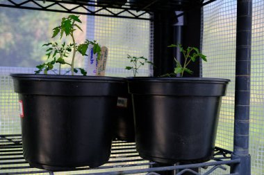 Seranın arka bahçesinde yetişen bitkiler.