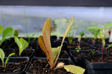 Seranın arka bahçesinde yetişen bitkiler.