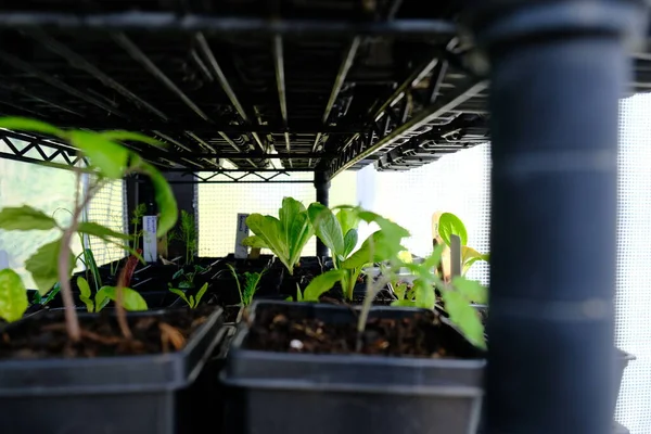 plants growing in the greenhouse backyard nature gardening