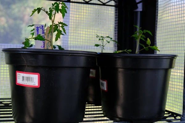 Seranın arka bahçesinde yetişen bitkiler.