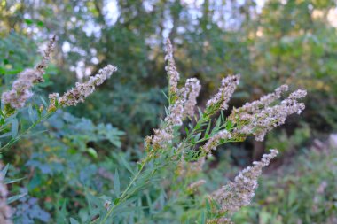 Tarlada bulanık görünümlü bitki