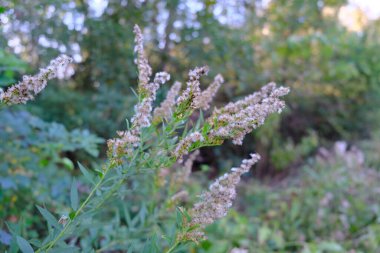 Tarlada bulanık görünümlü bitki