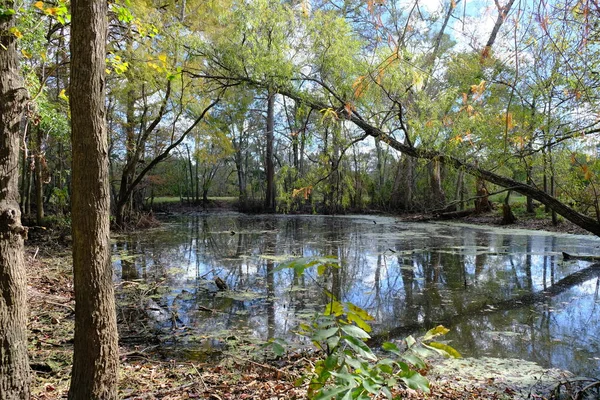 Małe Bagno Kaczątkiem Parku Lafayette Louisiana — Zdjęcie stockowe