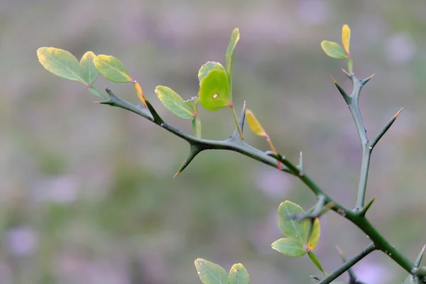 Some Type Thorny Plant Dark Green Stood Out Other Plants — стоковое фото