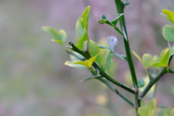 Some Type Thorny Plant Dark Green Stood Out Other Plants — Stock Photo, Image