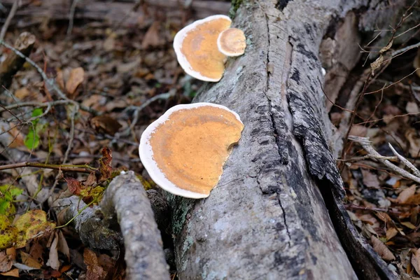 Old Reishi Log Woods — Stock Photo, Image