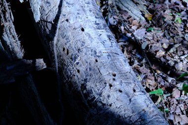 Bu ağaç gövdesini termitler aldı.