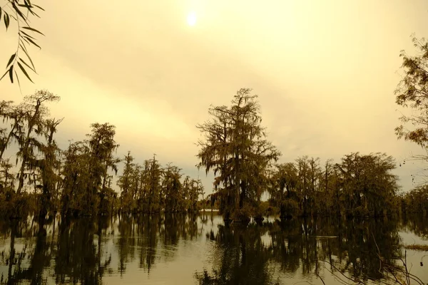 Skalliga Cypressträ Med Mossa Hängande Detta Lake Martin Martin Lake — Stockfoto
