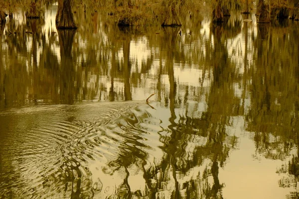 Птица Плавает Озере Мартин Половина Тела Водой — стоковое фото