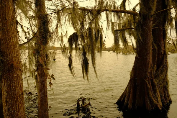 Skalliga Cypressträ Med Mossa Hängande Detta Lake Martin Martin Lake — Stockfoto