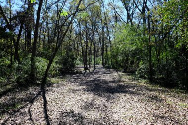 Pa Davis Parkı Lafayette, LA 'de..