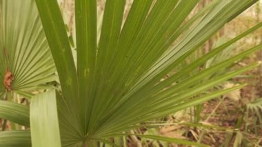 Bu Martin Gölü 'nde yürüyüş parkurunda küçük bir sabal (cüce palmetto). Havalı görünümlü bir palmiye ağacı. Bunlar Louisiana 'da çok yaygındır. Çalılıklarda bunları sepetlere ya da barınak malzemelerine dönüştürebilirsiniz..