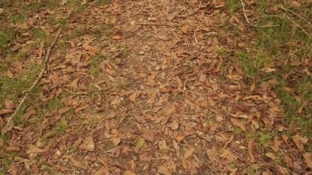 Lake Martin Swamp Hiking Trail Path December Palmettos — Stock Video