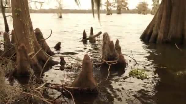 Martin Louisiana Gölü Aralık Ayında Sudaki Selvi Ağaçlarını Batırdı Suda — Stok video