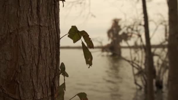 Озеро Мартин Луизиана Болотные Кипарисы Воде Декабре Хорошая Рябь Воде — стоковое видео