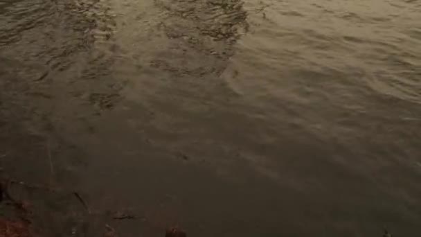 Lago Martin Luisiana Cipreses Pantano Agua Diciembre Lindas Ondas Agua — Vídeos de Stock