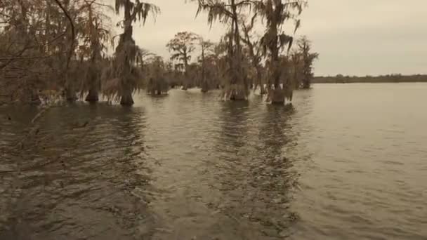 Lake Martin Louisiana Moeras Cipressen Bomen Het Water December Mooie — Stockvideo