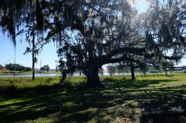 Burası Lafayette Louisiana 'daki Beaver Park. İnsanlar burada balık tutar. Yosun sarkan güzel ağaçlar. Ortasında selvi ağaçları olan küçük bir gölet..