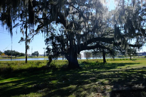 Бивер Парк Лафайет Луизиана Люди Рыбачат Красивые Деревья Мохом Маленький — стоковое фото
