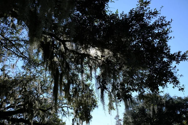 Soleil Brille Travers Chêne Avec Mousse Suspendue Parc Beaver Lafayette — Photo