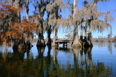 Breaux Köprüsü Louisiana 'daki Martin Gölü bataklık ağaç evi..