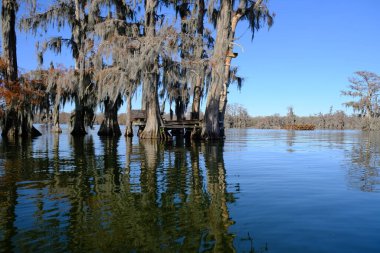Breaux Köprüsü Louisiana 'daki Martin Gölü bataklık ağaç evi..