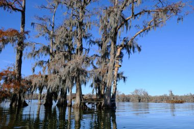 Breaux Köprüsü Louisiana 'daki Martin Gölü bataklık ağaç evi..