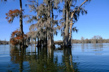 Breaux Köprüsü Louisiana 'daki Martin Gölü bataklık ağaç evi..
