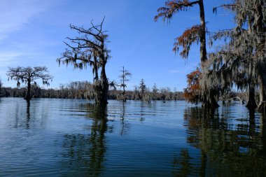 Breaux Köprüsü 'ndeki Martin Gölü bataklığı Louisiana.