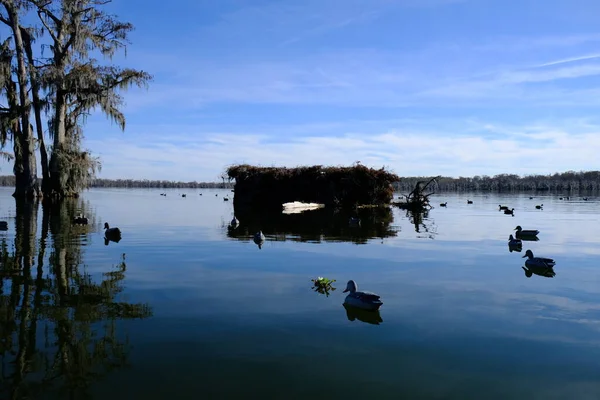 Anka Blind Sjön Martin Louisiana — Stockfoto