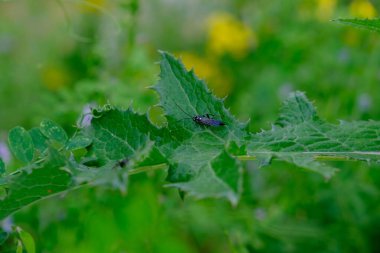 Some type of flying insect, maybe a wasp? Looks pretty cool. I shot this in Lafayette Louisiana.