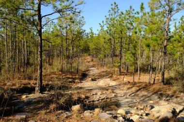 This is a photo of the rocky sandy trails of the Backbone Trail in Kisatchie National Forest located in Louisiana.