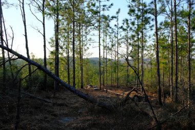 This is a photo of Kisatchie National Forest Backbone Trail in Louisiana.