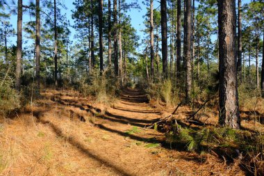 This is a photo of the Backbone Trail in Kisatchie National Forest within Louisiana. Tons of pine trees, love this place!