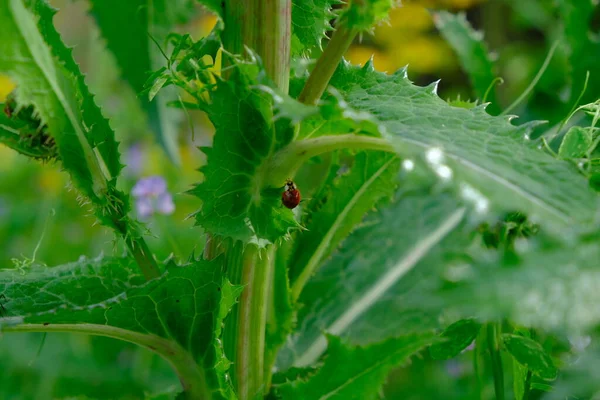 Some Type Ladybug Climbing Weed Shot Lafayette Louisiana Park — Stok fotoğraf