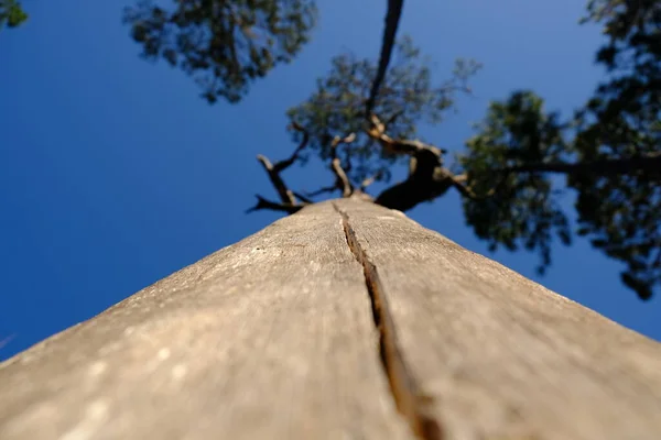 Alter Toter Baum Kisatchie National Forest Louisiana Das Habe Ich — Stockfoto