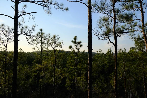 Voici Une Photo Sentier Forestier National Kisatchie Louisiane — Photo