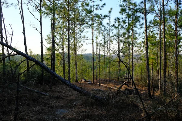 Photo Kisatchie National Forest Backbone Trail Louisiana — Fotografia de Stock