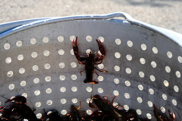 Dit Een Foto Van Een Rivierkreeft Die Probeert Ontsnappen Voordat — Stockfoto