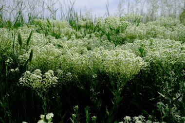Bu Lakewood Colorado 'daki Kendrick Lake Park' ta çektiğim Lepidium latifolium L fotoğrafı. Bu bitki ayrıca Dittander, Perennial Pepper Cress, Perennial Pepppergrass, Perennial Peppperweed, Perennial wort, Peppergrass, Tall whi