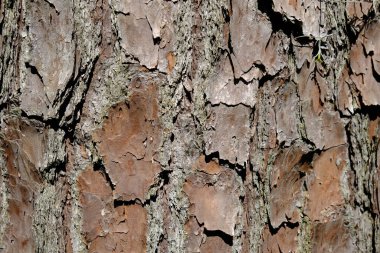 Çam Ağacı Kabuğu - Doku Detayları