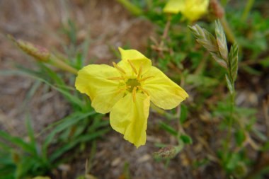 Primrose Oenothera stricta Ledeb. ex Bağlantı