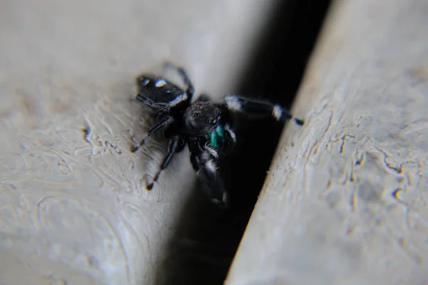 跳跃蜘蛛- Phidippus Regius 2 — 图库照片