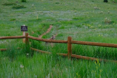 Golden Colorado 'daki Matthews Winters Parkı' ndaki Mount Vernon Mezarlığı 'ndaki çakal.