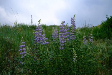 Altın Colorado 'daki Matthews Winters Parkı' ndaki ipeksi lupin bitkisi.