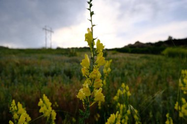 Altın Colorado 'daki Matthews Winters Parkı' nda İtalyan mantarı fabrikası.