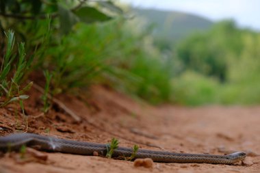 Altın Colorado 'daki Matthews Kış Parkı' nda Jartiyer Yılanı