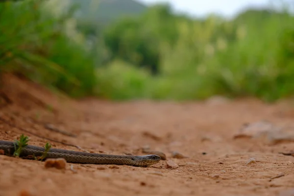 Garter Snake in Matthews Winters Park in Golden Colorado — стокове фото