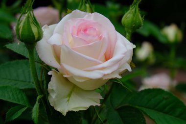 Altın CO 'da Gül Çiçeği